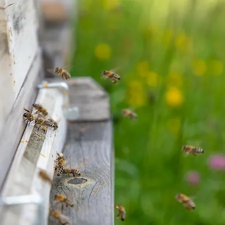 Tradlhof 펜션 Thierbach