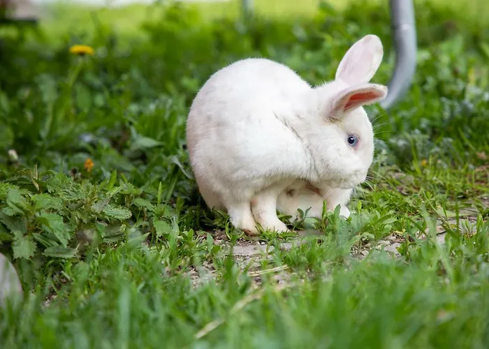 Casa de Férias Tradlhof *